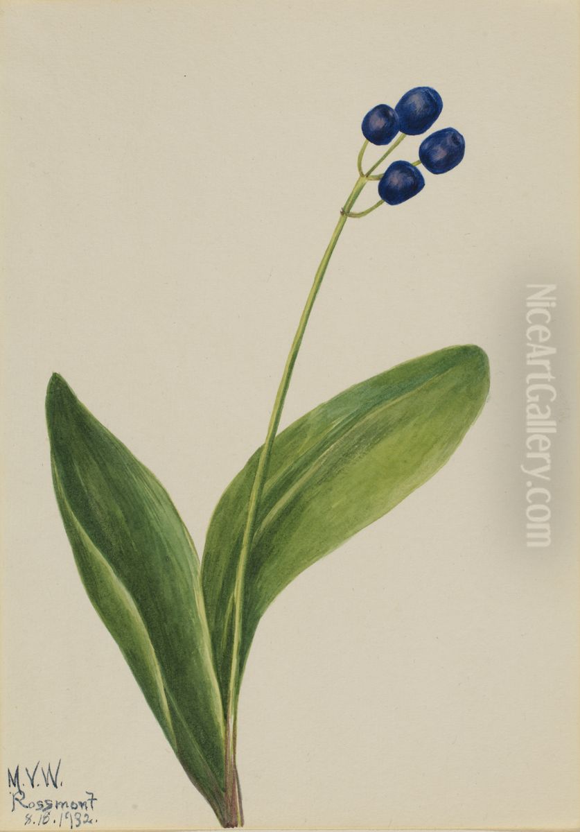 Blue Bead (Clintonia borealis) Oil Painting by Mary Vaux Walcott