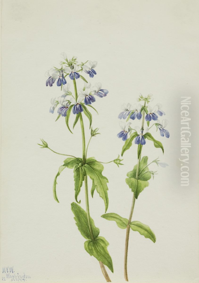 Blue-Eyed Mary (Collinsia verna) Oil Painting by Mary Vaux Walcott