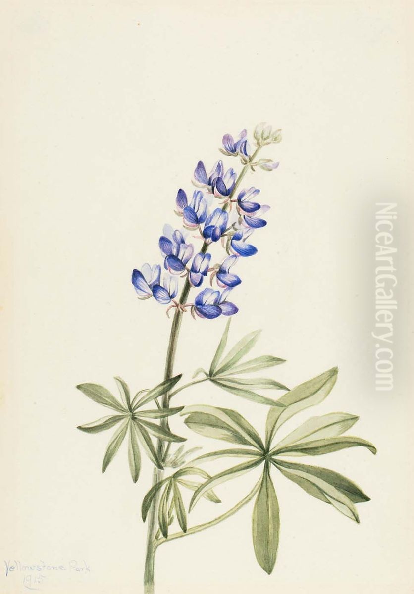 Blue Lupine (Lupinus argenteus) Oil Painting by Mary Vaux Walcott