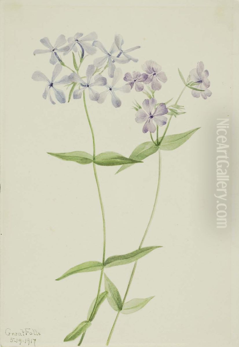 Blue Phlox (Phlox divaricata) Oil Painting by Mary Vaux Walcott
