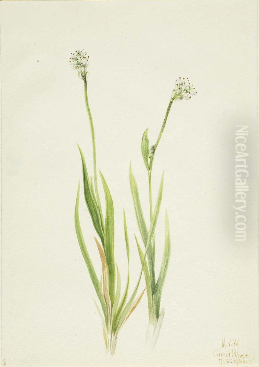 Bog-Asphodel (Tofieldia intermedia) Oil Painting by Mary Vaux Walcott