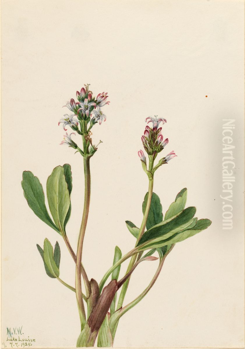 Bogbean (Menyanthes trifoliata) Oil Painting by Mary Vaux Walcott