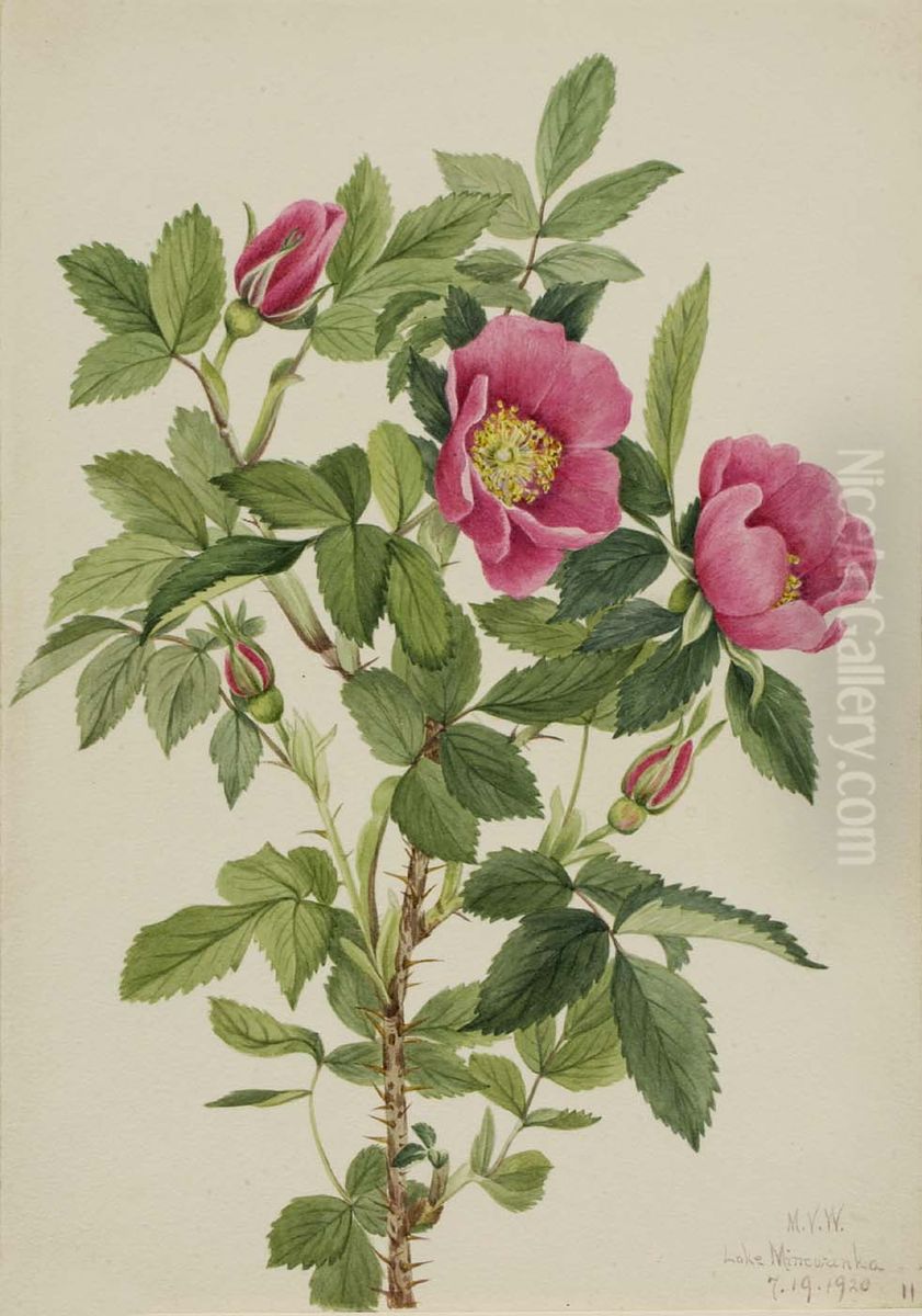 Bourgeau Rose (Rosa bourgeauiana) Oil Painting by Mary Vaux Walcott