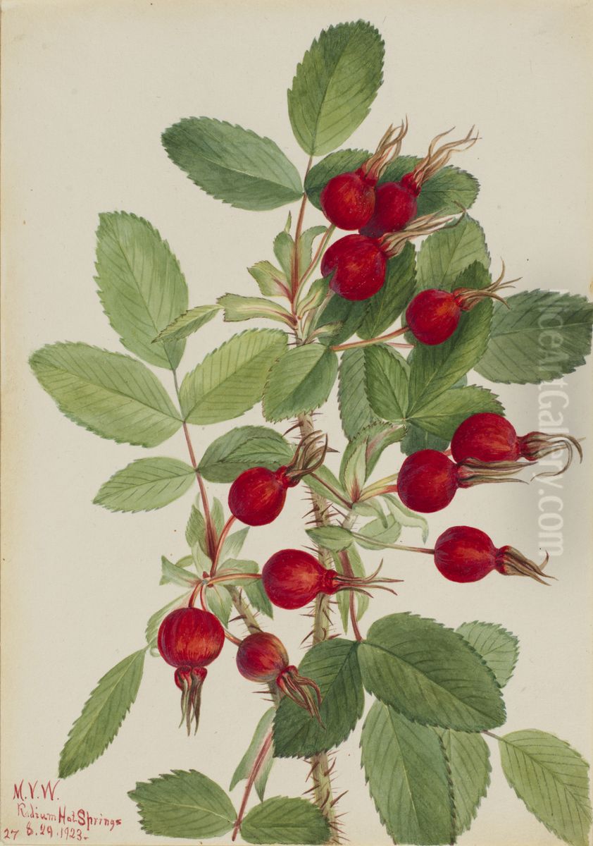 Bourgeau Rose (Rosa bourgeauiana) Oil Painting by Mary Vaux Walcott