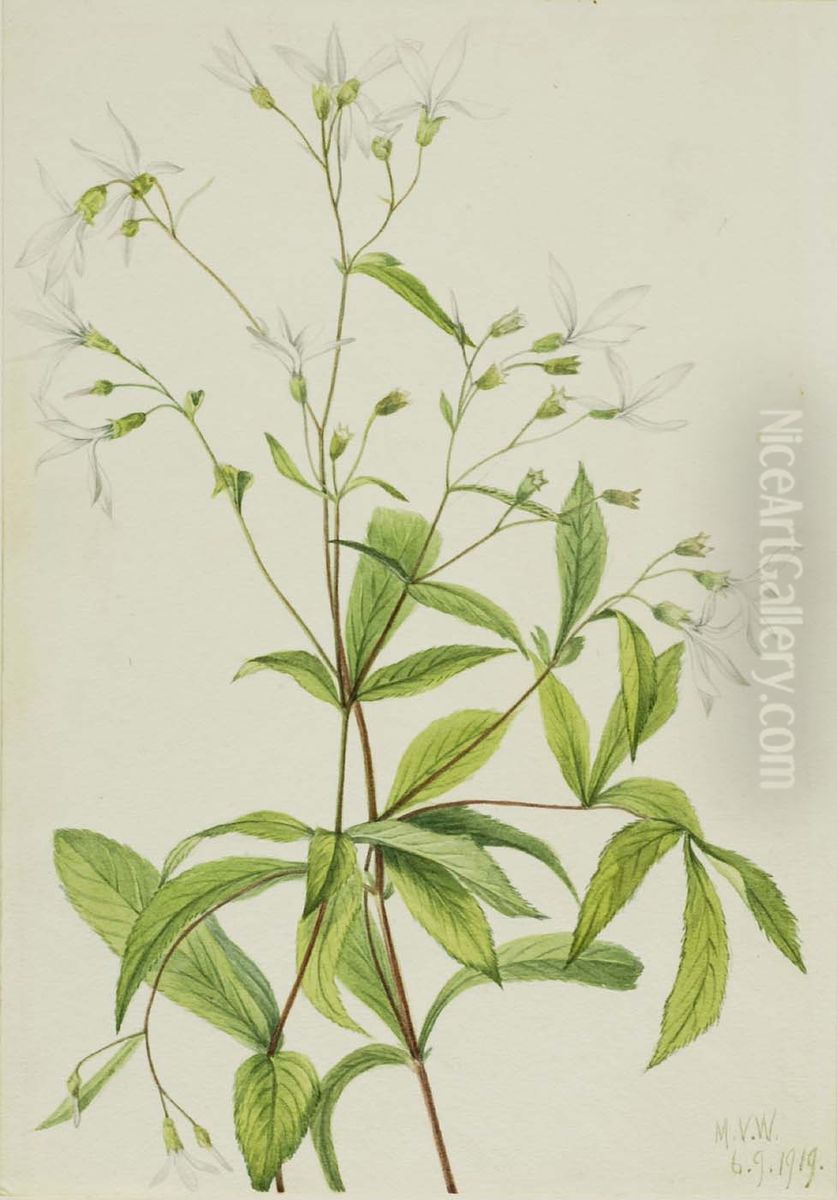Bowmansroot (Porteranthus trifoliatus) Oil Painting by Mary Vaux Walcott
