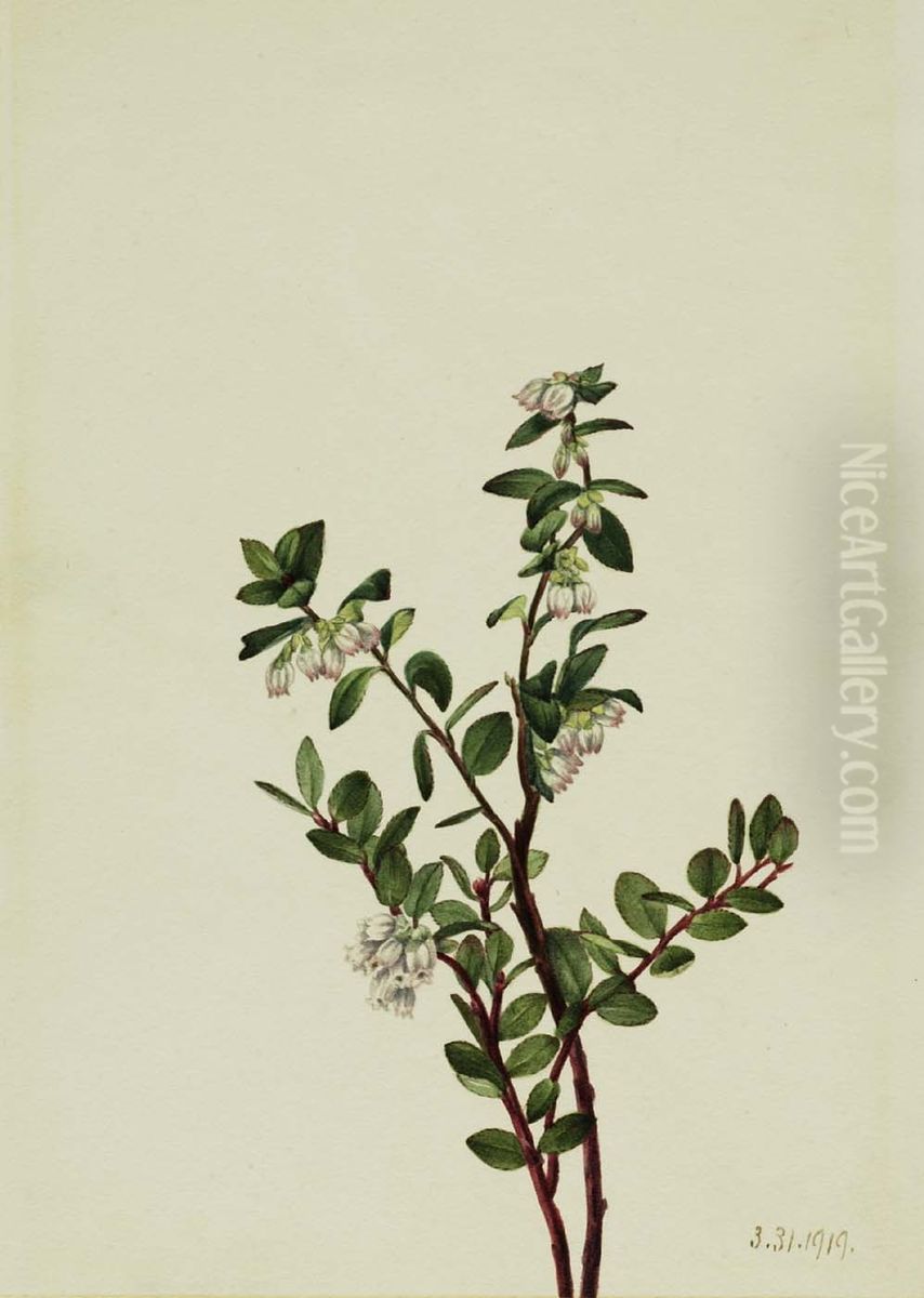 Box Huckleberry (Gaylussacia brachycera) Oil Painting by Mary Vaux Walcott