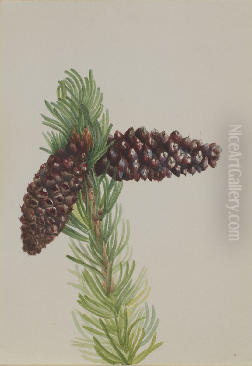 Bristle-Cone Pine (Pinus aristata) Oil Painting by Mary Vaux Walcott