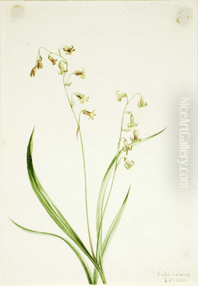 Bronzebells (Stenanthium occidentale) Oil Painting by Mary Vaux Walcott