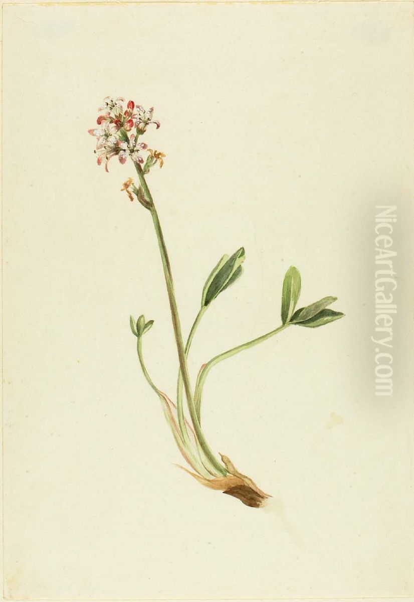 Buckbean (Menyanthes trifoliata) Oil Painting by Mary Vaux Walcott