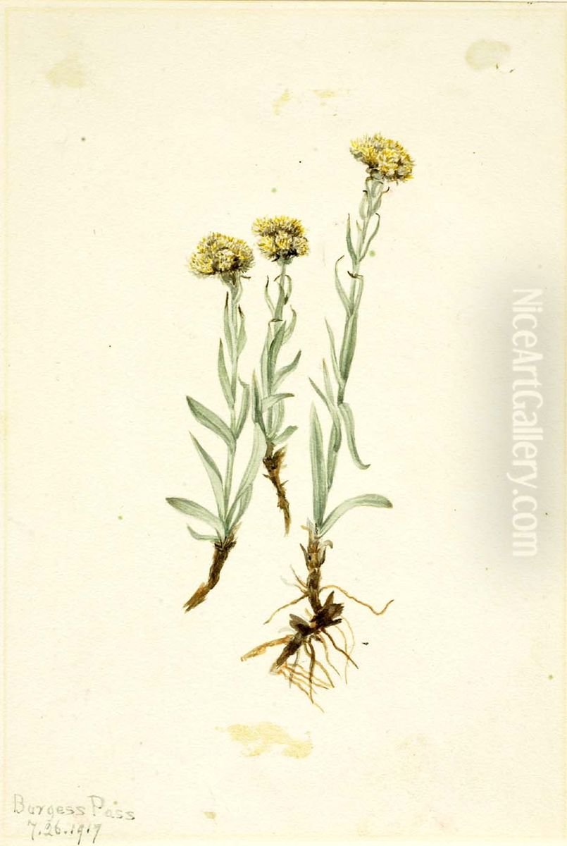 Buff Pussytoes (Antennaria luzuloides) Oil Painting by Mary Vaux Walcott