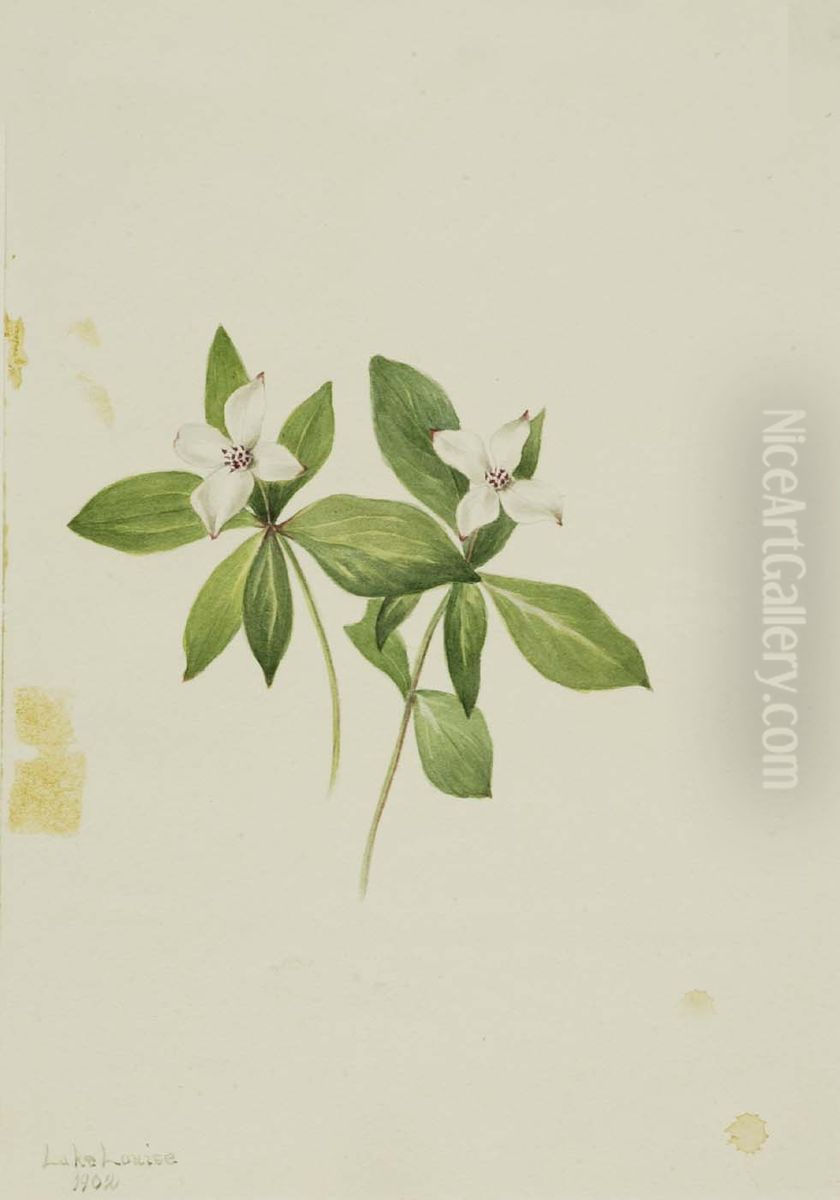 Bunchberry (Cornus canadensis) Oil Painting by Mary Vaux Walcott