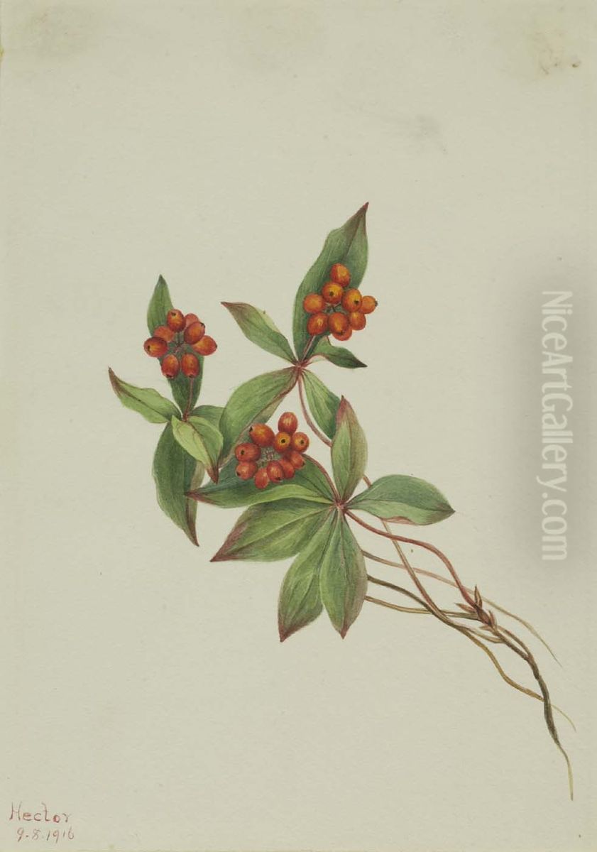 Bunchberry (Cornus canadensis) Oil Painting by Mary Vaux Walcott