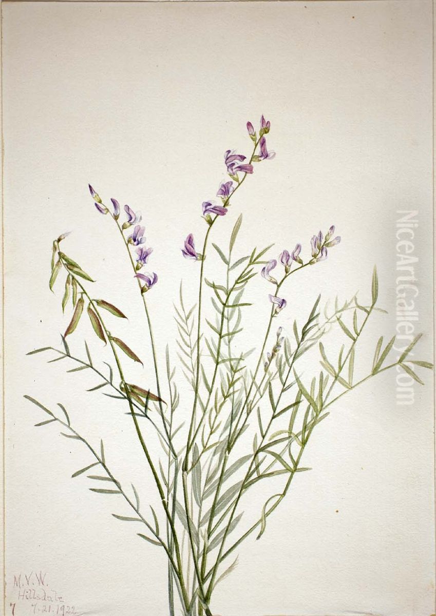 Burgess Milkvetch (Astragalus bourgovii) Oil Painting by Mary Vaux Walcott