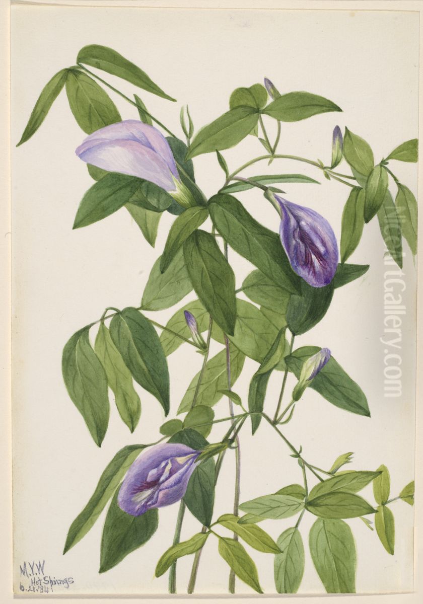 Butterfly Pea (Clitoria mariana) Oil Painting by Mary Vaux Walcott