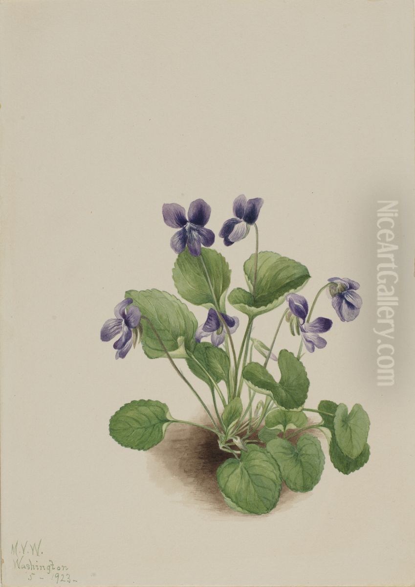 Butterfly Violet (Viola papilionacea) Oil Painting by Mary Vaux Walcott