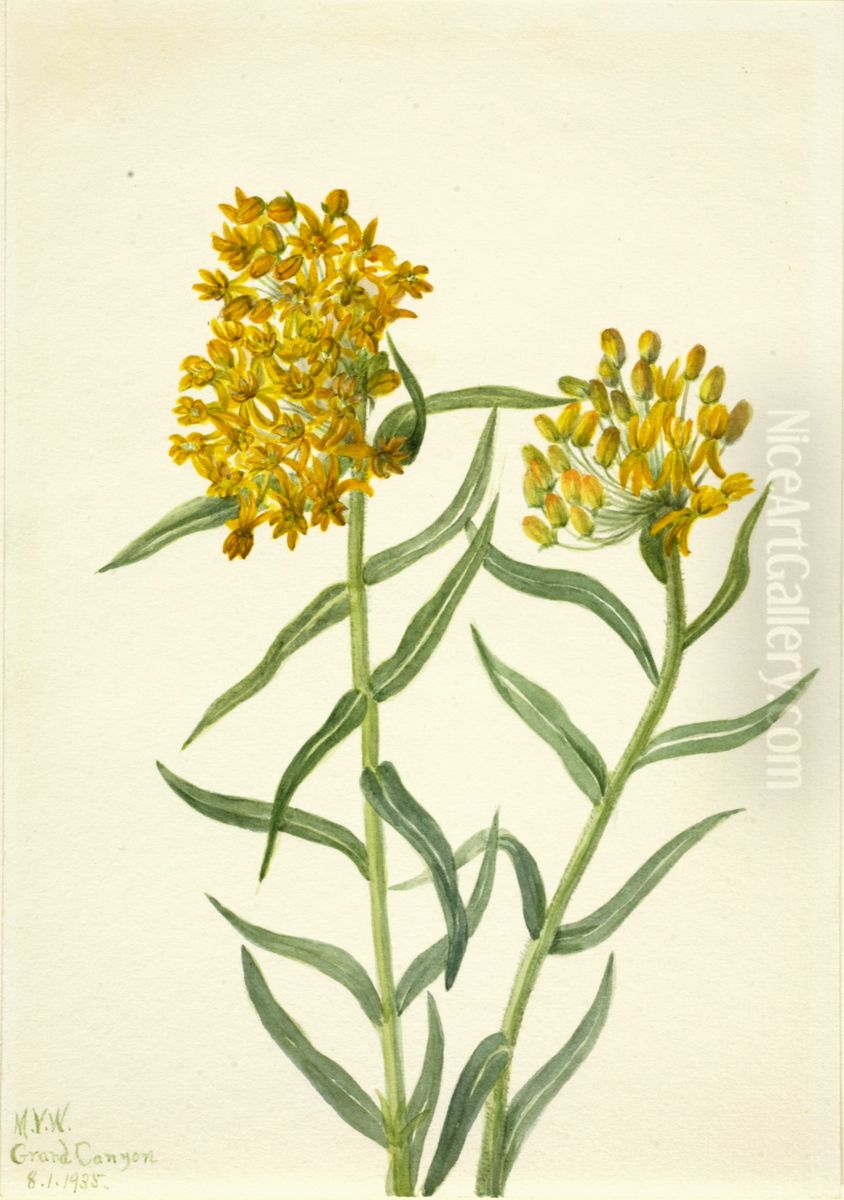 Butterfly Weed (Ascelpias tuberosa) Oil Painting by Mary Vaux Walcott