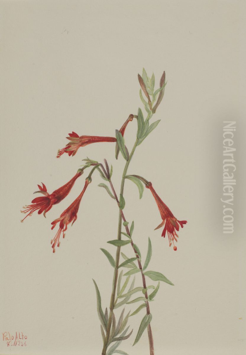California Fuschia (Zauschneria californica) Oil Painting by Mary Vaux Walcott