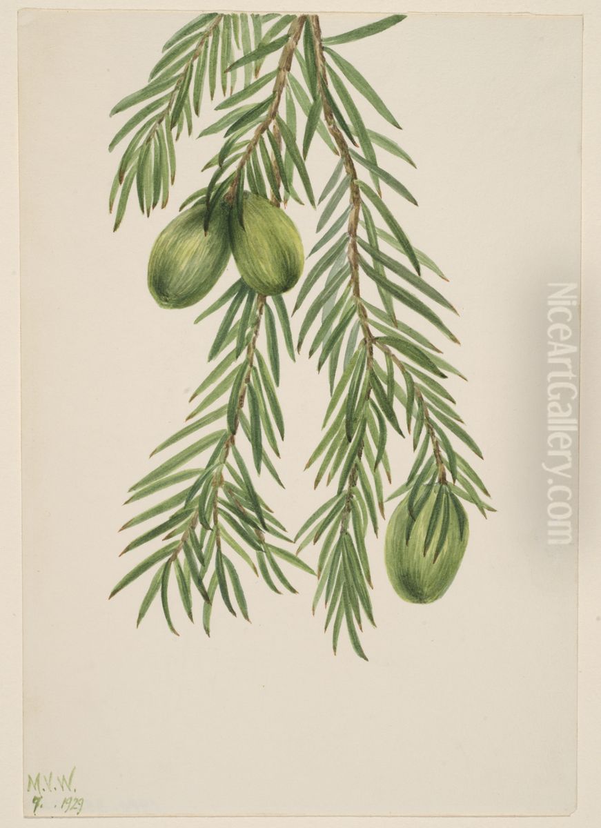 California Nutmeg (Tumion californicum) Oil Painting by Mary Vaux Walcott