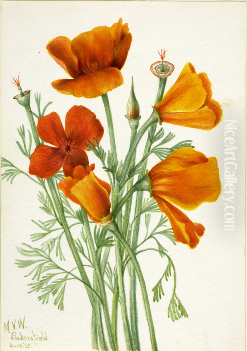 California Poppy (Eschscholtzia californica) Oil Painting by Mary Vaux Walcott