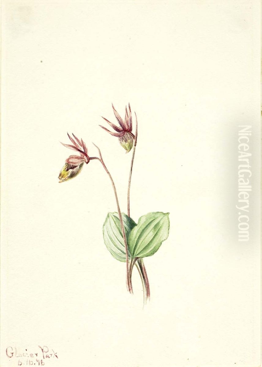 Calypso (Cytherea bulbosa) Oil Painting by Mary Vaux Walcott