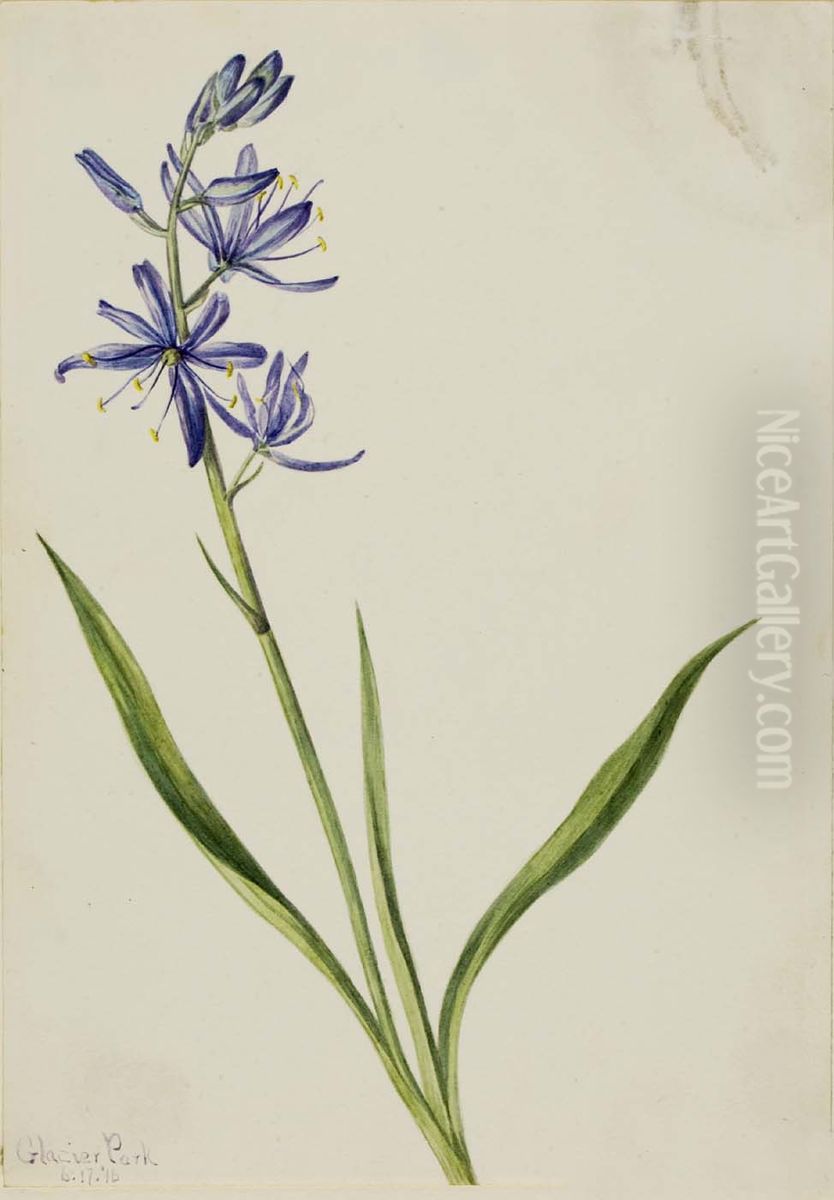 Camas (Quamasia quamash) Oil Painting by Mary Vaux Walcott