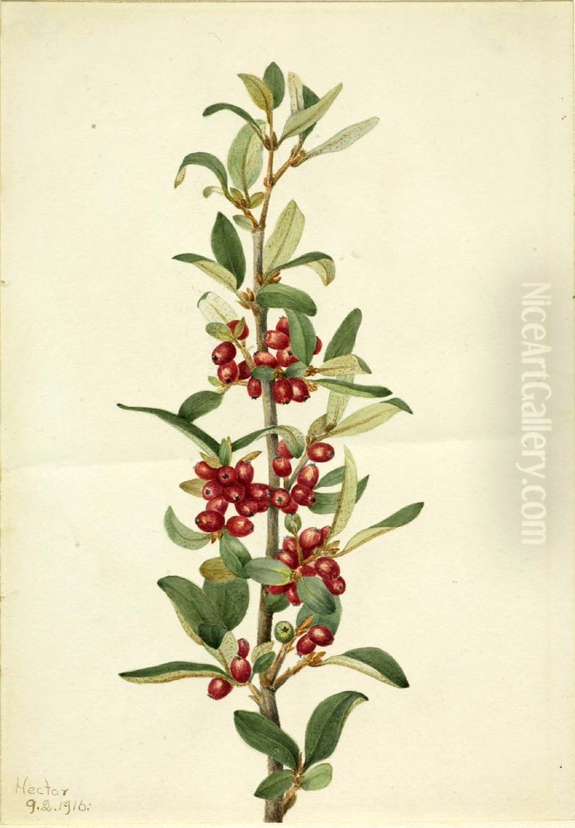 Canada Buffaloberry (Lepargyrea canadensis) Oil Painting by Mary Vaux Walcott