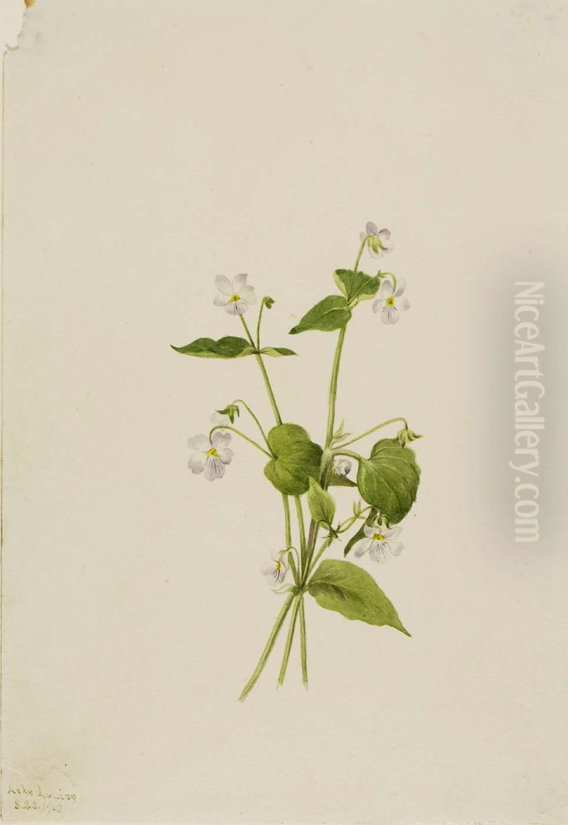 Canada Violet (Viola canadensis) Oil Painting by Mary Vaux Walcott
