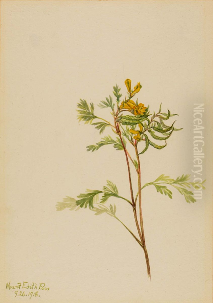 Capnoides aureum Oil Painting by Mary Vaux Walcott