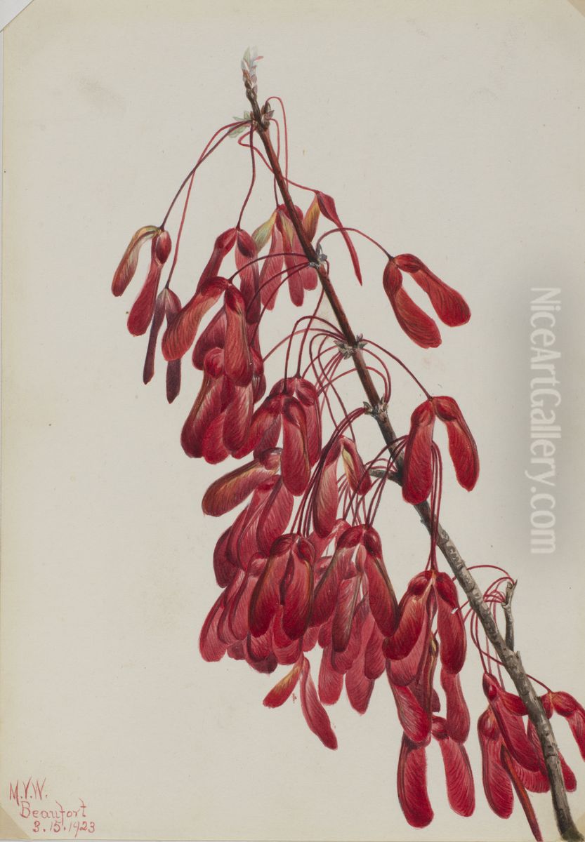 Carolina Maple (Acer carolinianum) Oil Painting by Mary Vaux Walcott