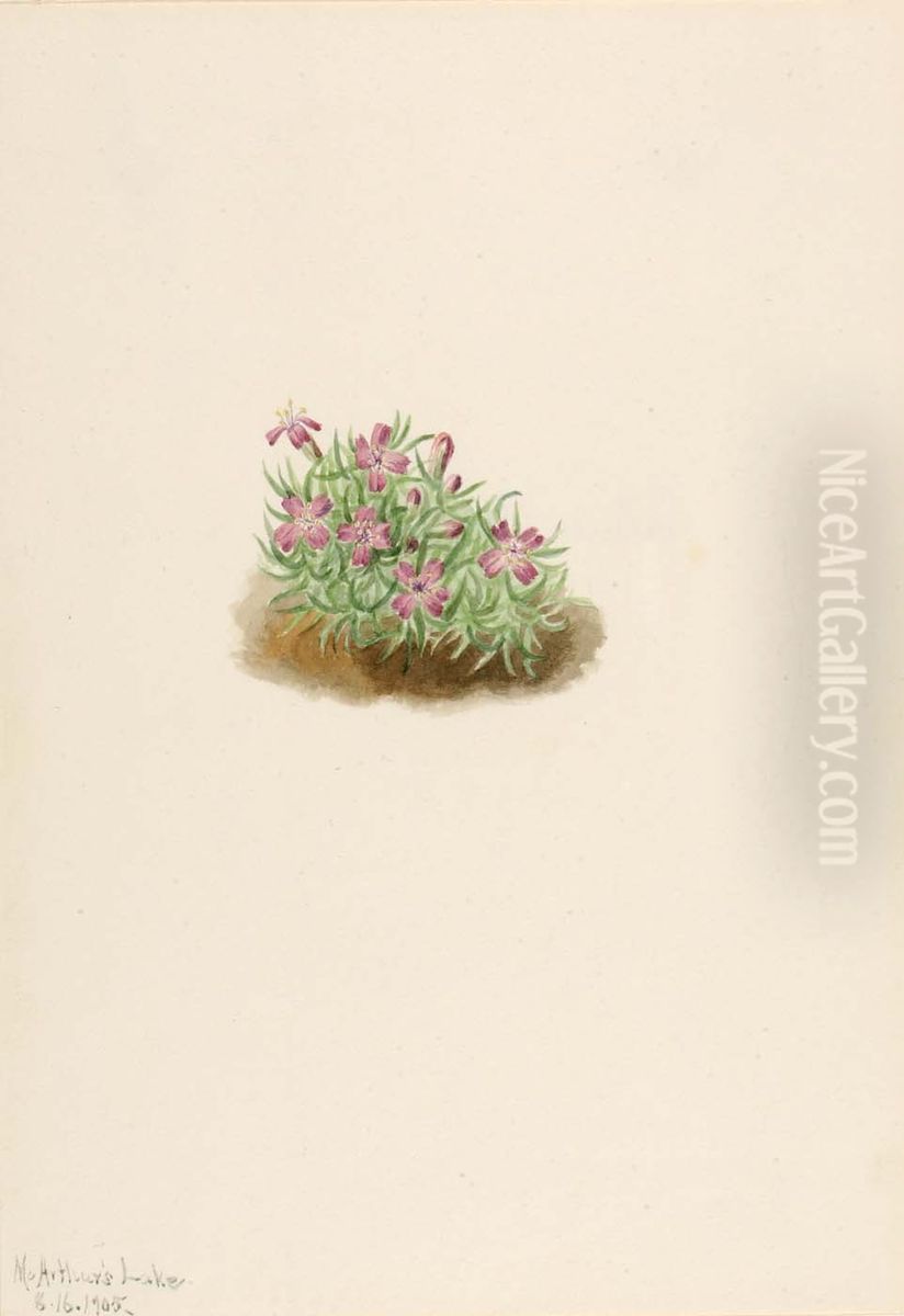Carpet Pink (Silene acaulis) Oil Painting by Mary Vaux Walcott