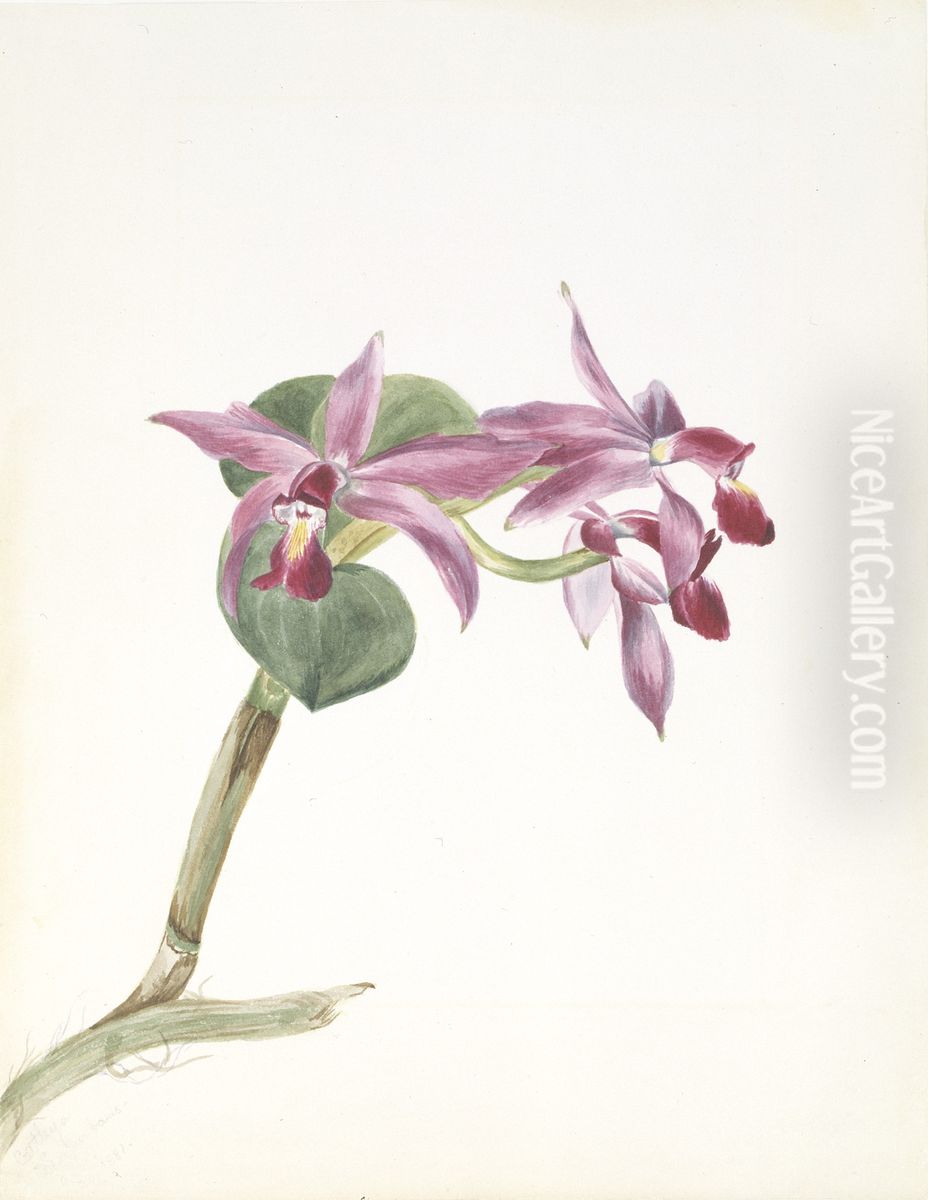 Cattlaya superbus Oil Painting by Mary Vaux Walcott