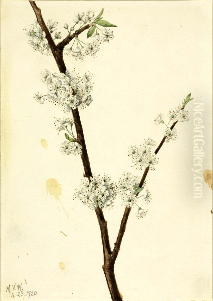 Chickasaw Plum (Prunus angustifolia) Oil Painting by Mary Vaux Walcott