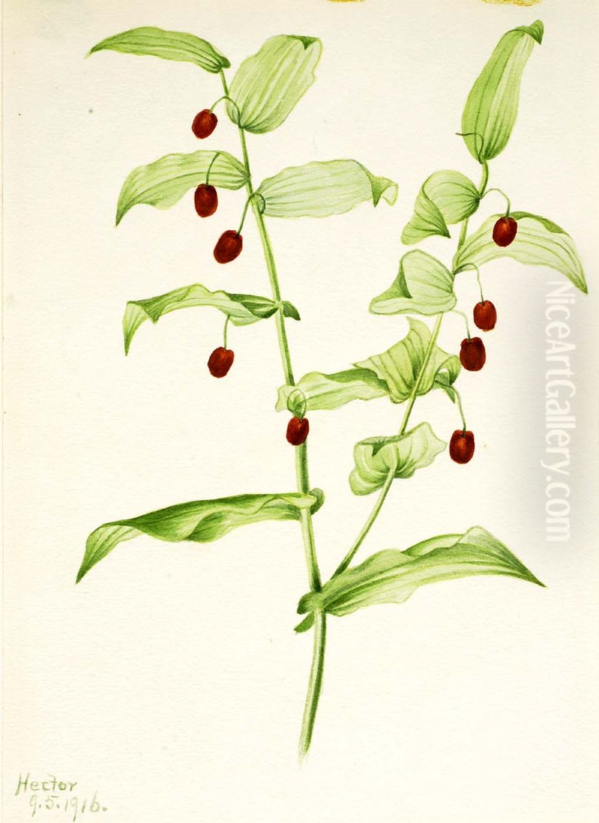 Clasping Twisted Stalk (Streptopus amplexifolius) Oil Painting by Mary Vaux Walcott