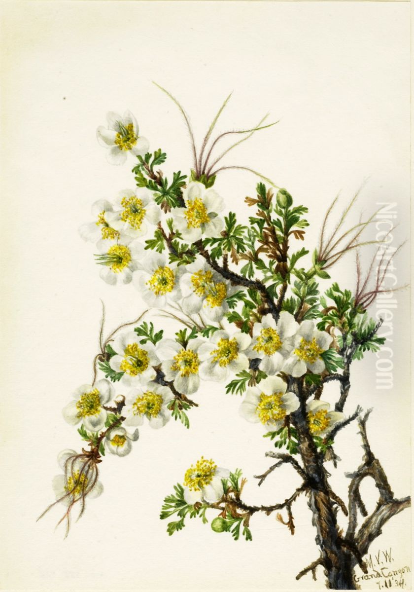 Cliffrose (Cowania stanshuriana) Oil Painting by Mary Vaux Walcott