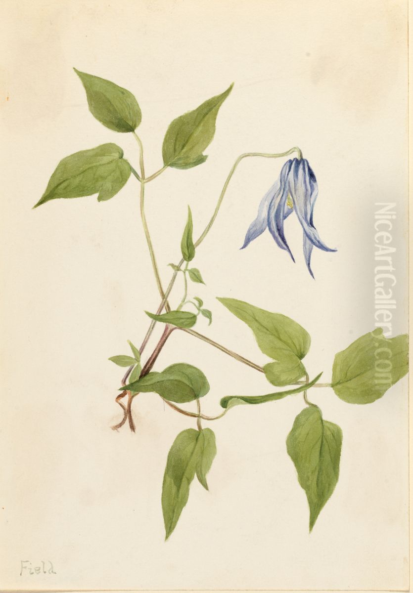 Columbia Clematis (Clematis columbiana) Oil Painting by Mary Vaux Walcott