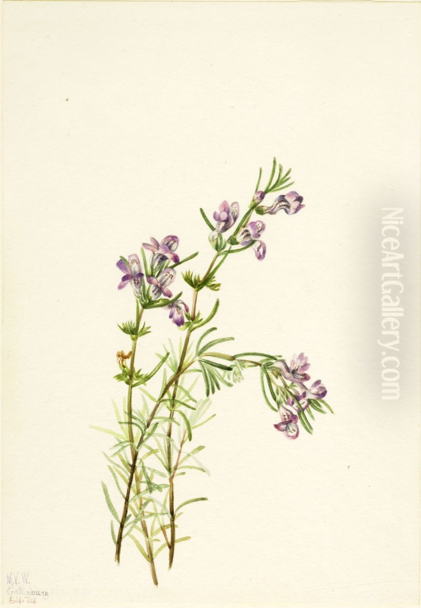 Conradina verticillata Oil Painting by Mary Vaux Walcott