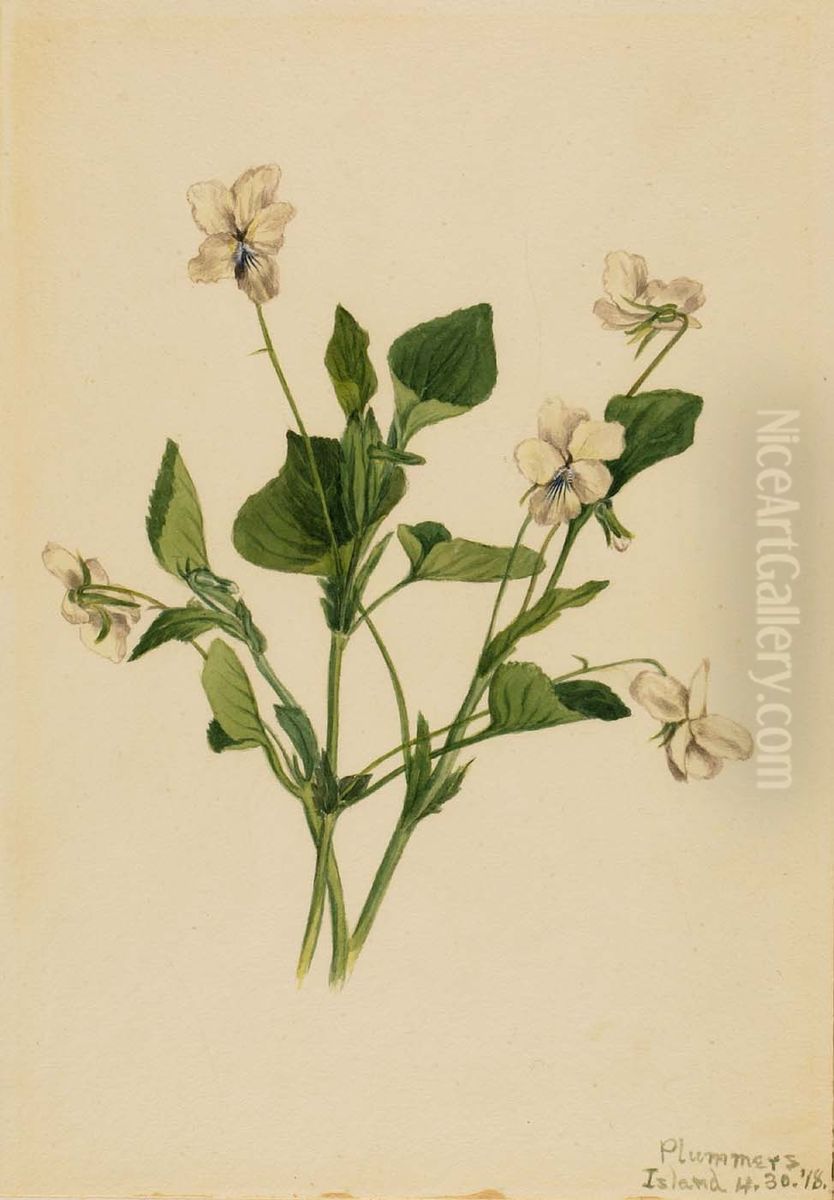 Cream Violet (Viola striata) Oil Painting by Mary Vaux Walcott