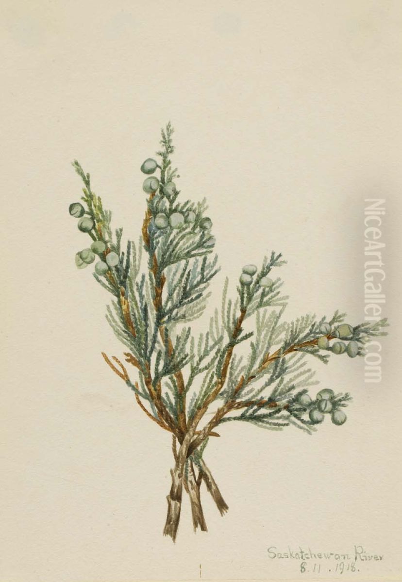 Creeping Juniper (Juniperus horizontalis) Oil Painting by Mary Vaux Walcott