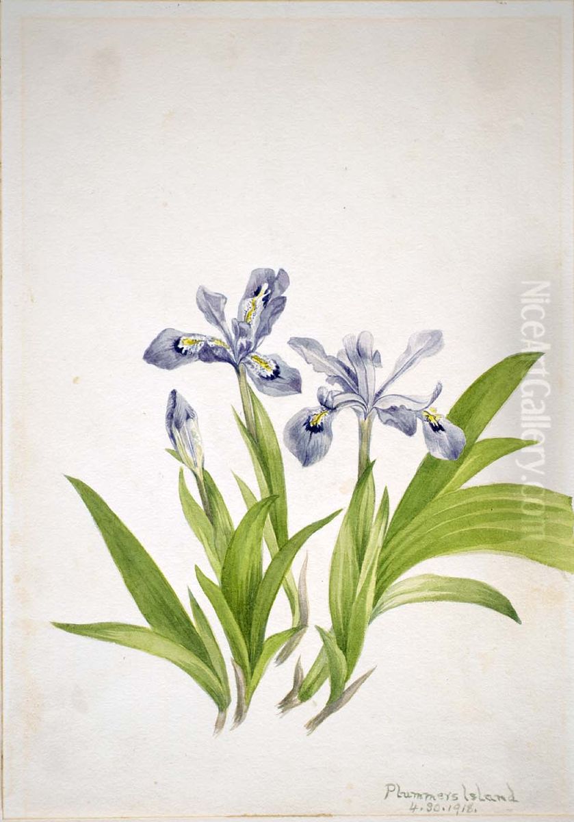 Crested Iris (Iris cristata) Oil Painting by Mary Vaux Walcott