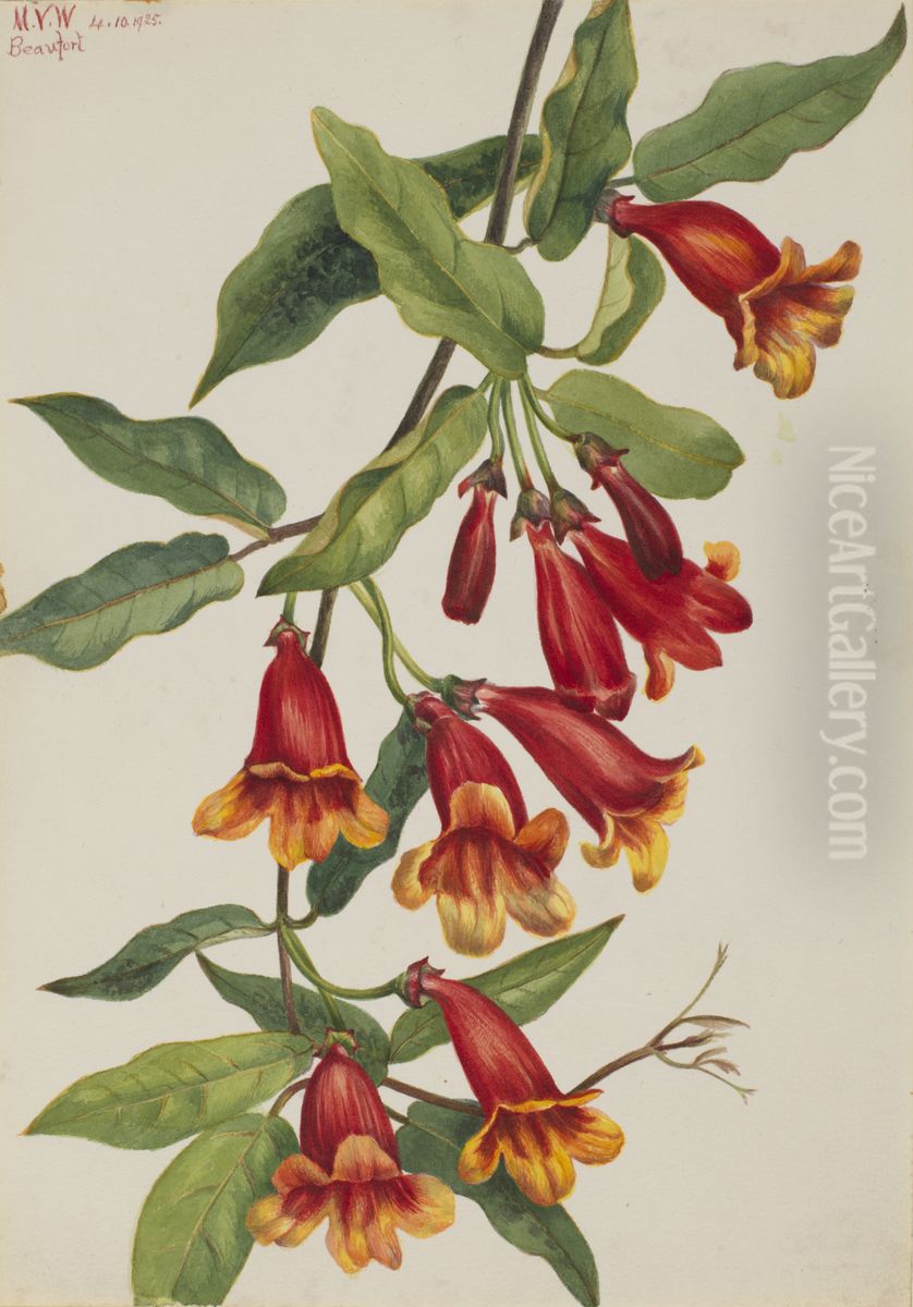Crossvine (Anisostichus capreolatus) Oil Painting by Mary Vaux Walcott