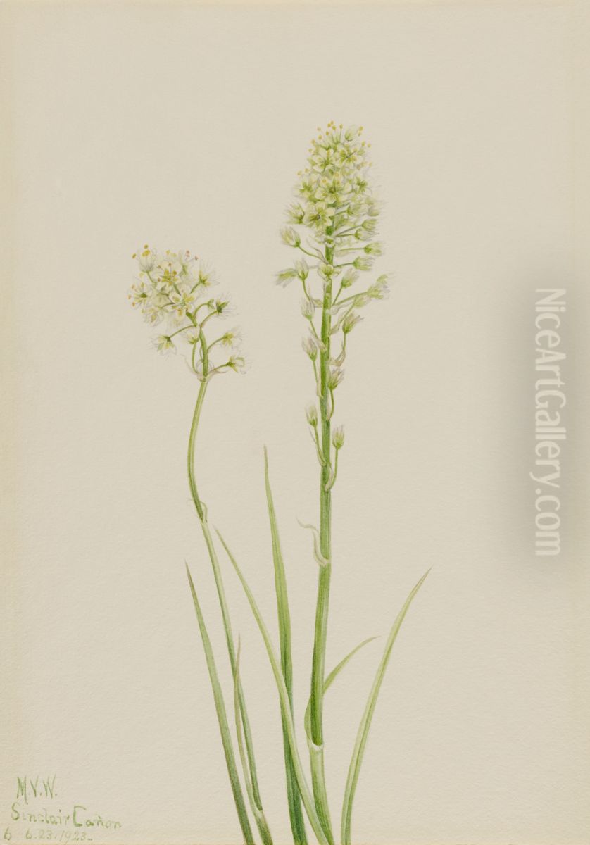 Death Camas (Zygadenus venenosus) Oil Painting by Mary Vaux Walcott