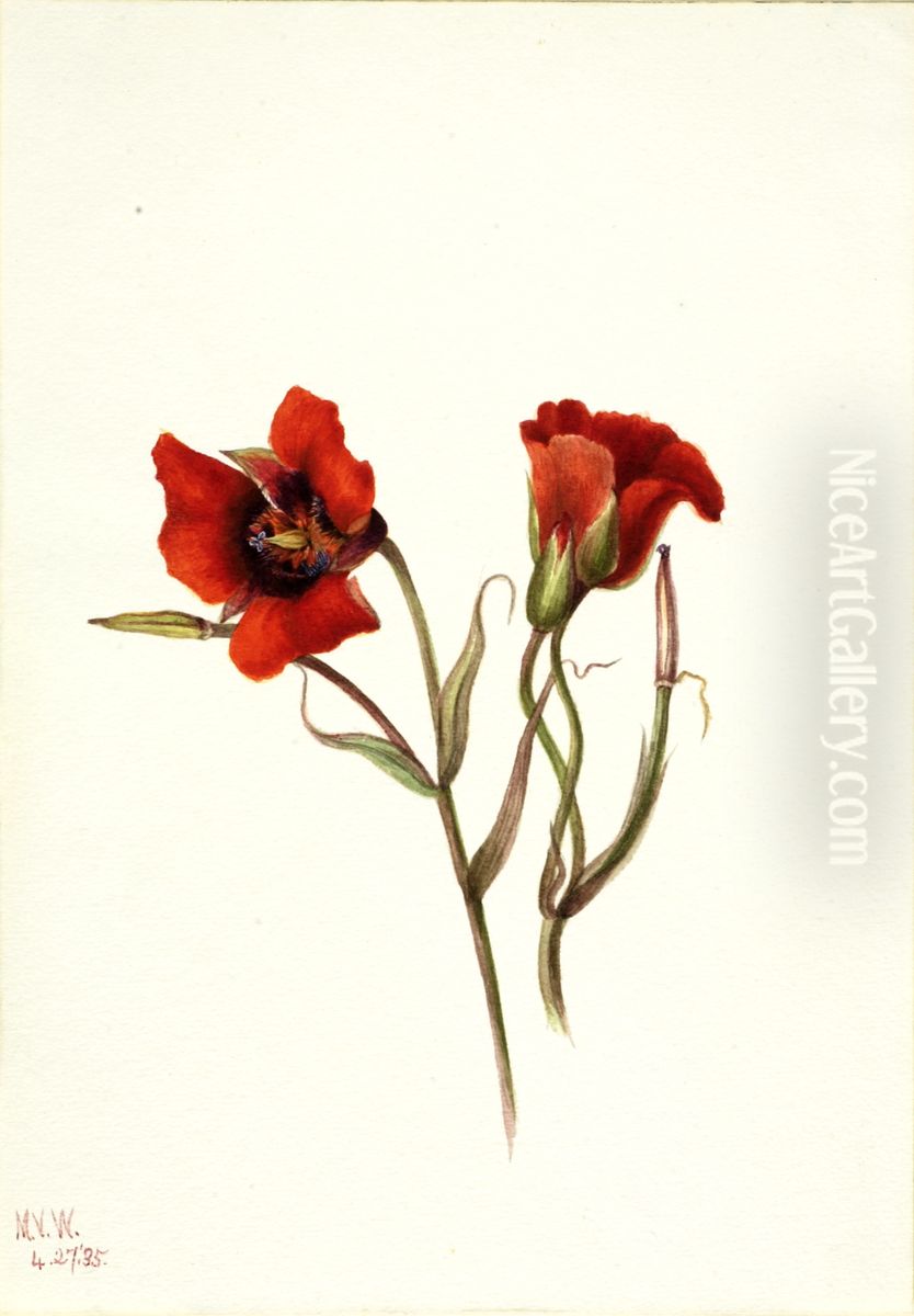 Desert Mariposa (Calochortus kennedyi) Oil Painting by Mary Vaux Walcott
