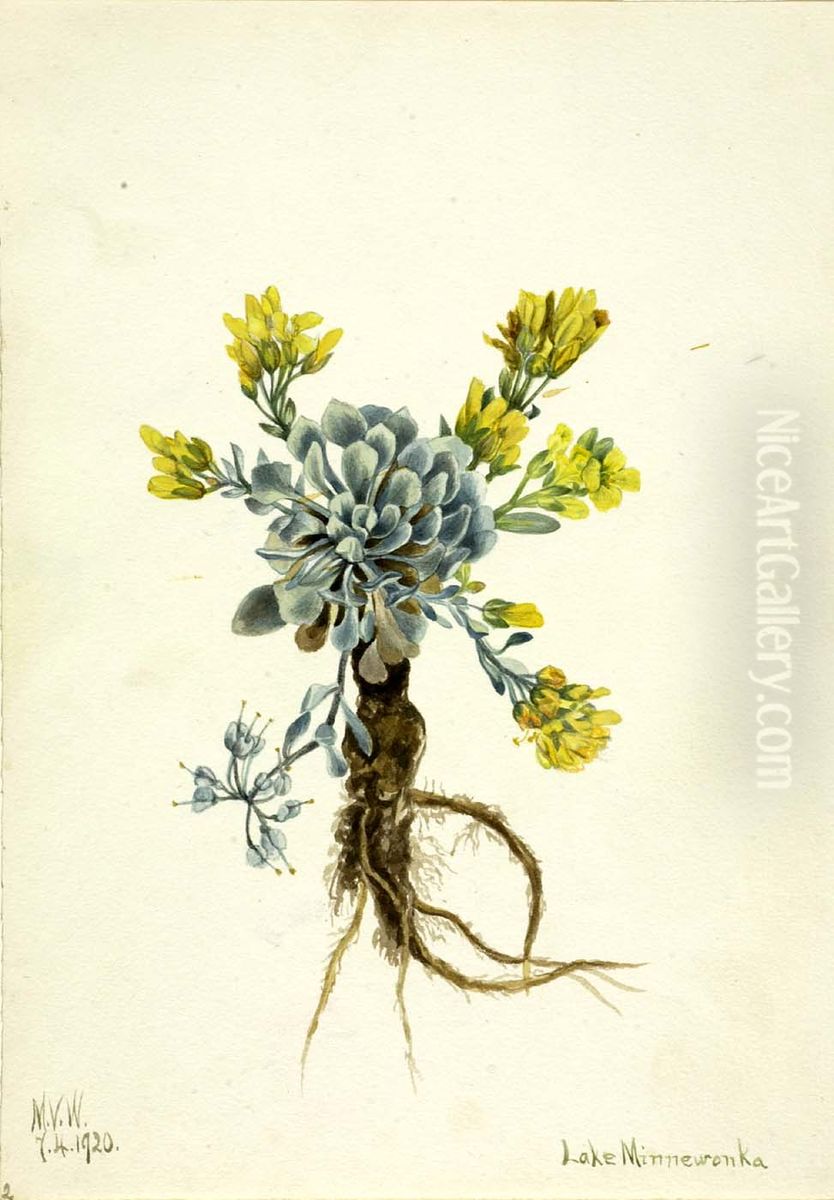 Double Bladderpod (Physaria didymocarpa) Oil Painting by Mary Vaux Walcott