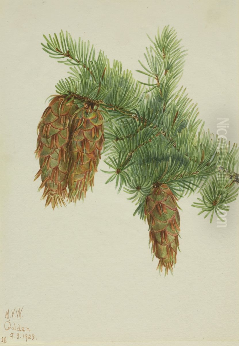 Douglas Fir (Pseudotsuga mucronata) Oil Painting by Mary Vaux Walcott