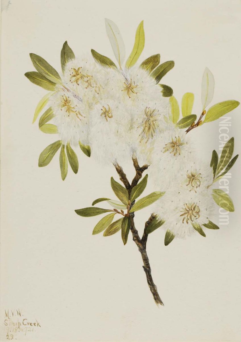 Drummond Willow (Salix drummondiana) Oil Painting by Mary Vaux Walcott