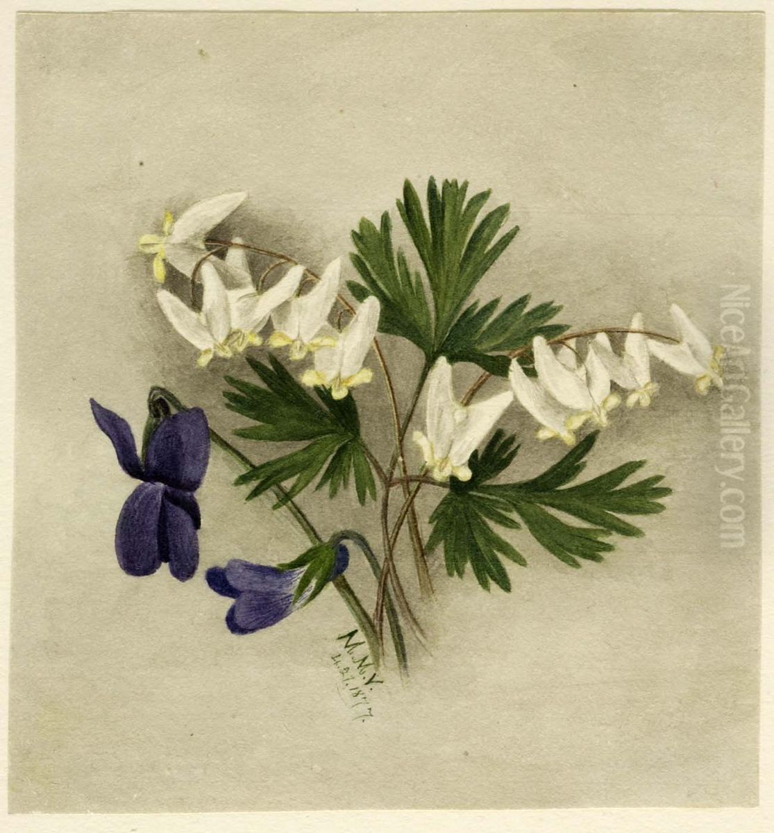 Dutchman's Breeches (Bikukulla cucullaria) Oil Painting by Mary Vaux Walcott