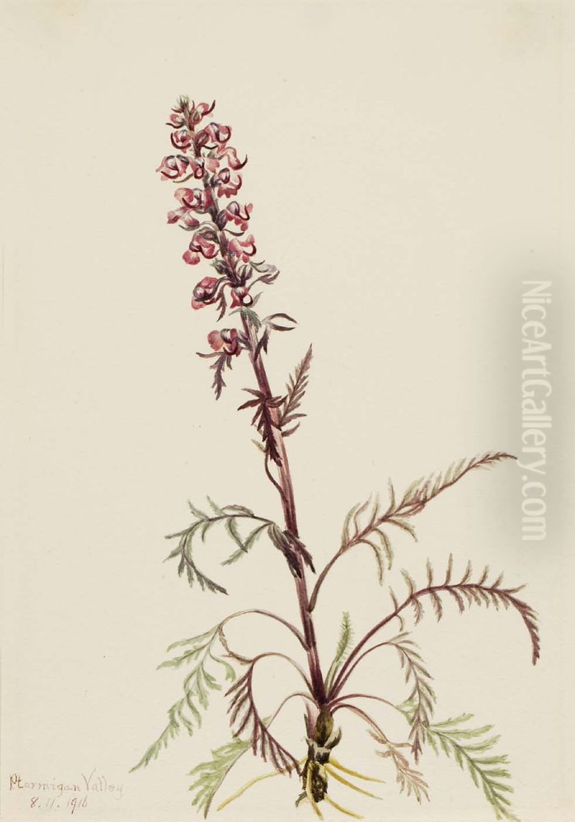 Elephanthead (Pedicularis groenlandica) Oil Painting by Mary Vaux Walcott
