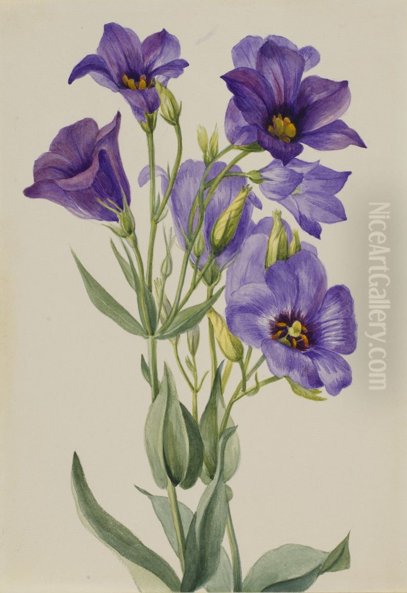 Eustoma russelianum Oil Painting by Mary Vaux Walcott