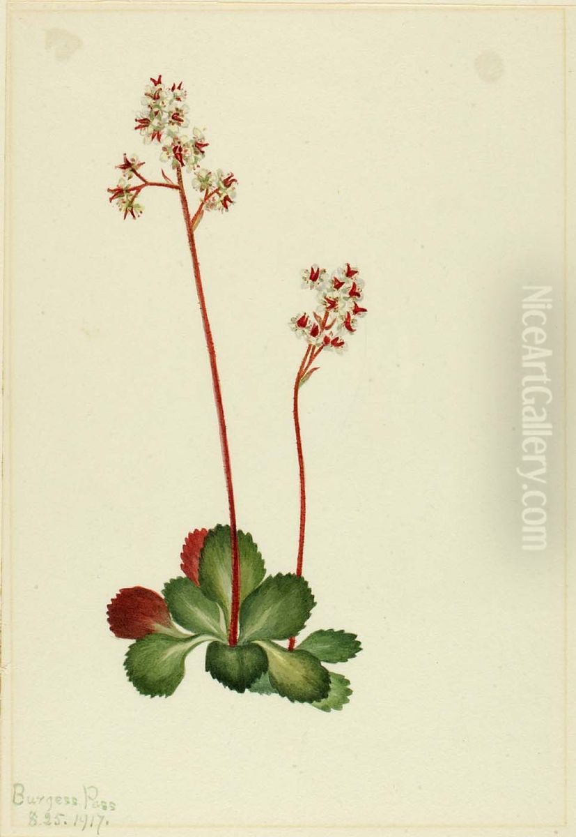 Evergreen Saxifrage (Leptarrhena pyrolifolia) Oil Painting by Mary Vaux Walcott