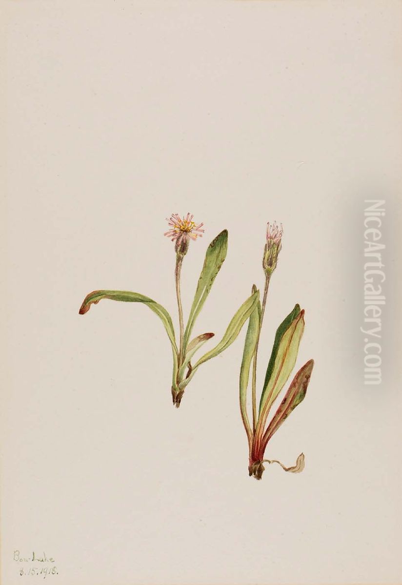 False Dandelion (Agoseris carnea) Oil Painting by Mary Vaux Walcott